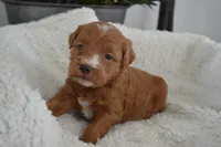 Jordan , a male Miniature Goldendoodle for sale in Middlebury, IN – Photo 1 of 3