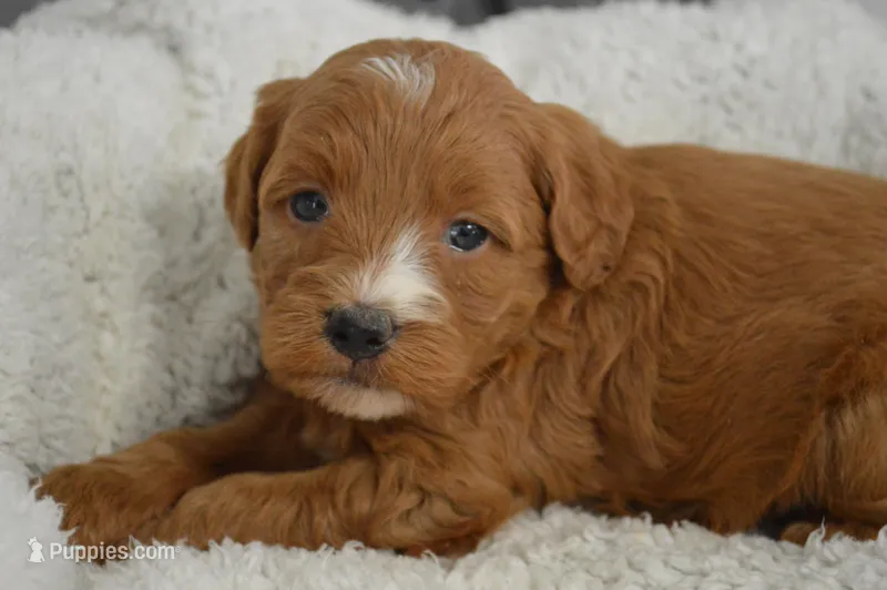 Jordan  – Miniature Goldendoodle puppy for sale in Middlebury, IN