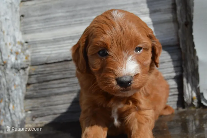 Jordan  – Miniature Goldendoodle puppy for sale in Middlebury, IN
