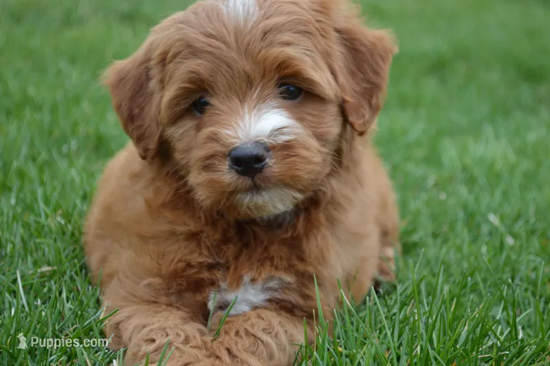 Jordan  – Miniature Goldendoodle puppy for sale in Middlebury, IN