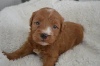 Jordan , a male Miniature Goldendoodle for sale in Middlebury, IN – Photo 3 of 3