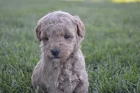 Daisy , a female Miniature Goldendoodle for sale in Middlebury, IN – 3 of 4