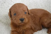 Kobe, a male Miniature Goldendoodle for sale in Middlebury, IN – Photo 2 of 3