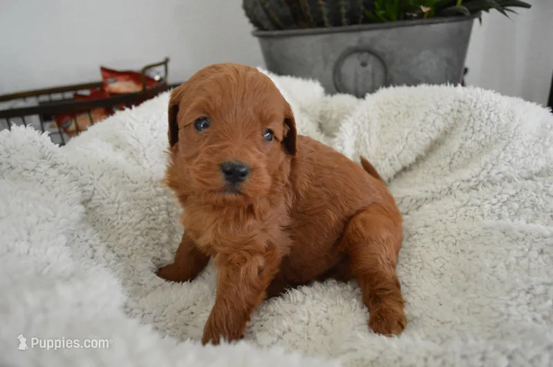Kobe – Miniature Goldendoodle puppy for sale in Middlebury, IN