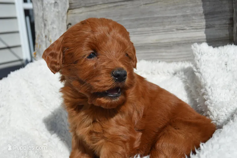 Kobe – Miniature Goldendoodle puppy for sale in Middlebury, IN