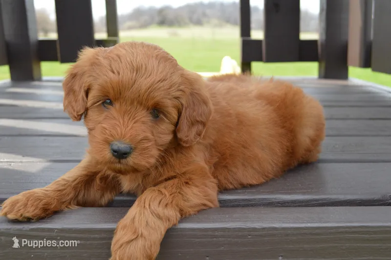 Kobe – Miniature Goldendoodle puppy for sale in Middlebury, IN