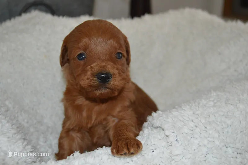Kobe – Miniature Goldendoodle puppy for sale in Middlebury, IN