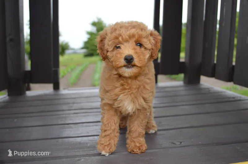 Daisy  – Miniature Goldendoodle puppy for sale in Middlebury, IN