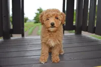 Daisy , a female Miniature Goldendoodle for sale in Middlebury, IN – 1 of 8