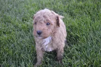 Moose , a male Miniature Goldendoodle for sale in Middlebury, IN – 3 of 3