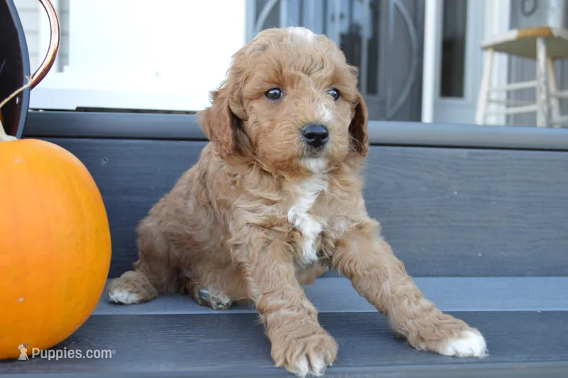 Arlo – Miniature Goldendoodle puppy for sale in Middlebury, IN