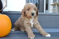 Arlo, a male Miniature Goldendoodle for sale in Middlebury, IN – 1 of 5