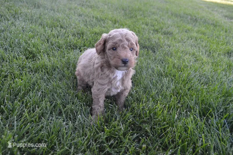 Moose  – Miniature Goldendoodle puppy for sale in Middlebury, IN