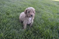Moose , a male Miniature Goldendoodle for sale in Middlebury, IN – 1 of 3