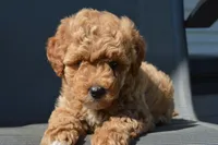 Daisy , a female Miniature Goldendoodle for sale in Middlebury, IN – 2 of 8