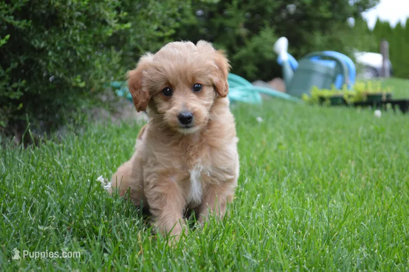 Midge  – Miniature Goldendoodle puppy for sale in Middlebury, IN