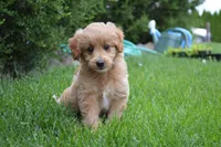Midge , a female Miniature Goldendoodle for sale in Middlebury, IN – 1 of 9