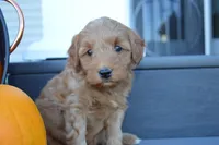 Milo, a male Miniature Goldendoodle for sale in Middlebury, IN – 3 of 4