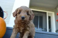 Milo, a male Miniature Goldendoodle for sale in Middlebury, IN – 2 of 4