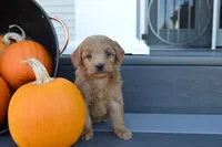 Theo, a male Miniature Goldendoodle for sale in Middlebury, IN – 2 of 4