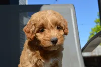 Alita , a female Miniature Goldendoodle for sale in Middlebury, IN – 4 of 8