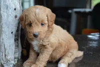 Alita , a female Miniature Goldendoodle for sale in Middlebury, IN – 7 of 8
