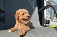 Daisy , a female Miniature Goldendoodle for sale in Middlebury, IN – 5 of 8