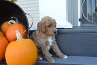 Arlo, a male Miniature Goldendoodle for sale in Middlebury, IN – 4 of 5