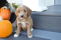 Hazel, a female Miniature Goldendoodle for sale in Middlebury, IN – 2 of 4