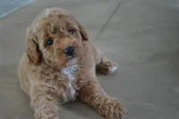 Remmy, a male Miniature Goldendoodle for sale in Middlebury, IN – 7 of 10