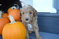 Remi, a male Miniature Goldendoodle for sale in Middlebury, IN – 4 of 4