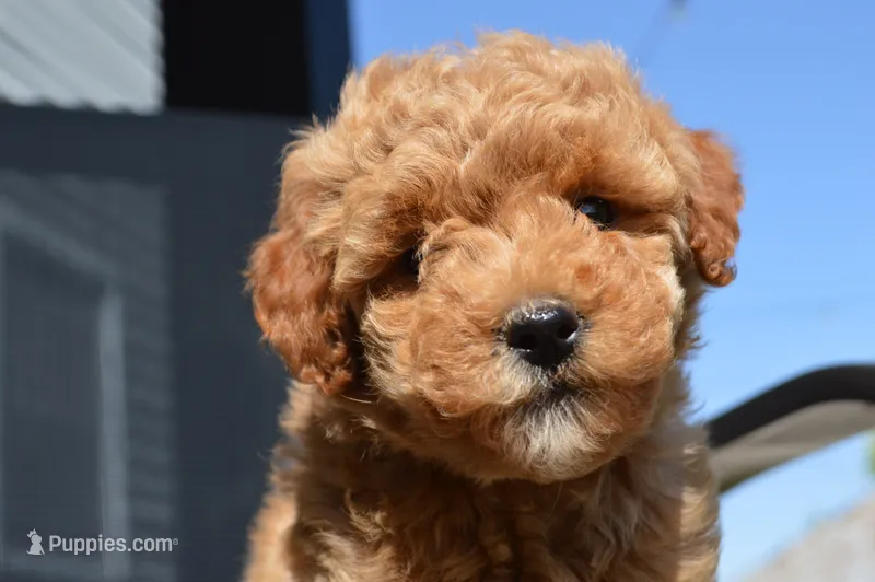 Daisy  – Miniature Goldendoodle puppy for sale in Middlebury, IN
