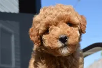 Daisy , a female Miniature Goldendoodle for sale in Middlebury, IN – 1 of 8