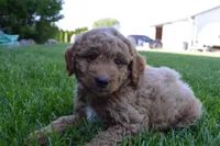 Remmy, a male Miniature Goldendoodle for sale in Middlebury, IN – 2 of 10