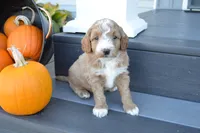 Atlas, a male Miniature Goldendoodle for sale in Middlebury, IN – 3 of 4