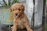Daisy , a female Miniature Goldendoodle for sale in Middlebury, IN – 7 of 8