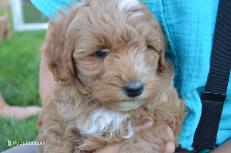 Remi – Miniature Goldendoodle puppy for sale in Middlebury, IN