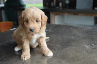 Alita , a female Miniature Goldendoodle for sale in Middlebury, IN – 8 of 8