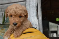 Daisy , a female Miniature Goldendoodle for sale in Middlebury, IN – 6 of 8