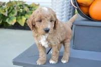 Arlo, a male Miniature Goldendoodle for sale in Middlebury, IN – 5 of 5