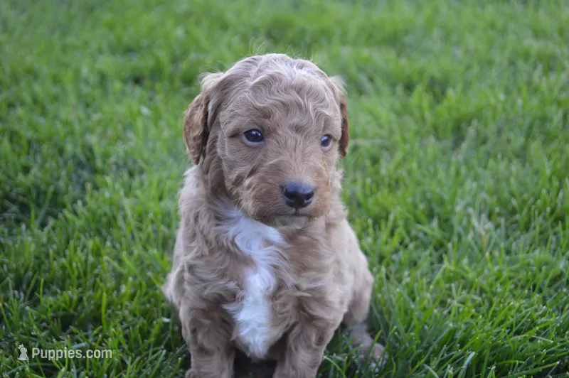 Remmy – Miniature Goldendoodle puppy for sale in Middlebury, IN