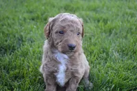 Remmy, a male Miniature Goldendoodle for sale in Middlebury, IN – 1 of 3