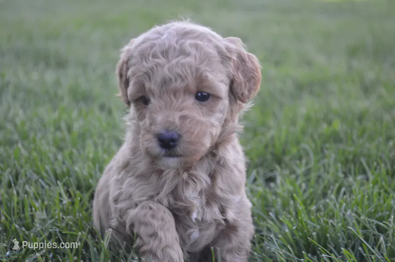 Daisy  – Miniature Goldendoodle puppy for sale in Middlebury, IN