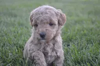 Daisy , a female Miniature Goldendoodle for sale in Middlebury, IN – 1 of 4
