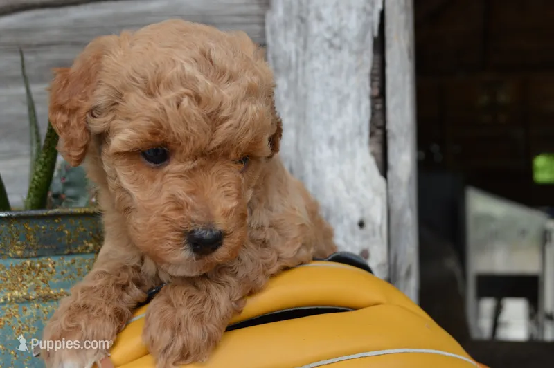 Daisy  – Miniature Goldendoodle puppy for sale in Middlebury, IN