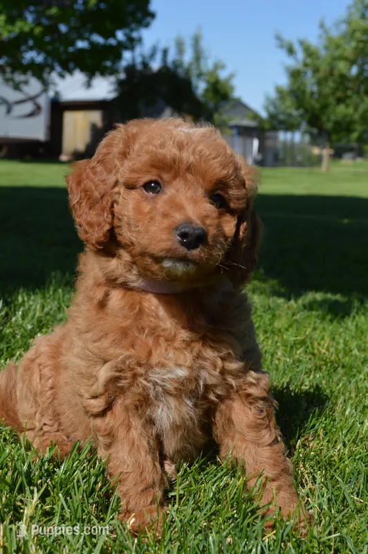 Mimi – Miniature Goldendoodle puppy for sale in Middlebury, IN