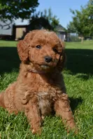 Mimi, a female Miniature Goldendoodle for sale in Middlebury, IN – 1 of 6