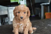 Mimi, a female Miniature Goldendoodle for sale in Middlebury, IN – 4 of 6