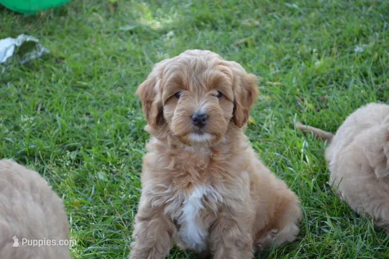 Alita  – Miniature Goldendoodle puppy for sale in Middlebury, IN