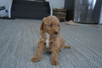 Remmy, a male Miniature Goldendoodle for sale in Middlebury, IN – 6 of 10